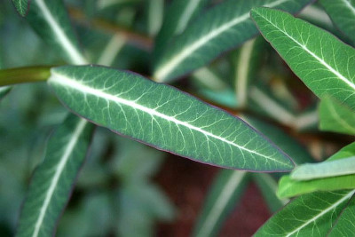 Euphorbia_cornigera_Goldener_Turm_Blatt.jpg