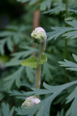 Osmunda_claytoniana.jpg