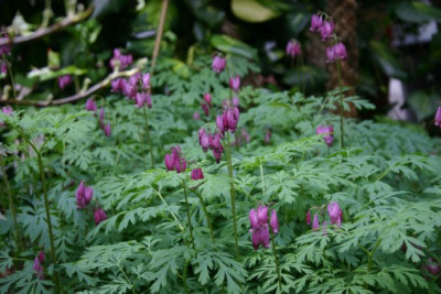 Dicentra_exima_Fischers_Select.jpg
