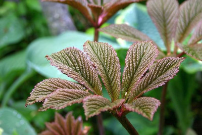 Rodgersia_Elfenbeinturm.jpg
