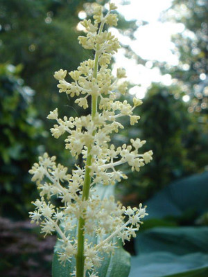 Smilacina_racemosa.JPG