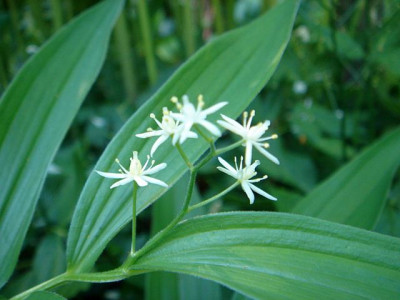 Smilacina_stellata_3.JPG