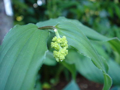 Smilacina_japonica.JPG