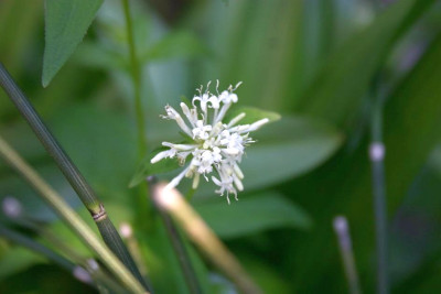 Asperula_taurica.jpg