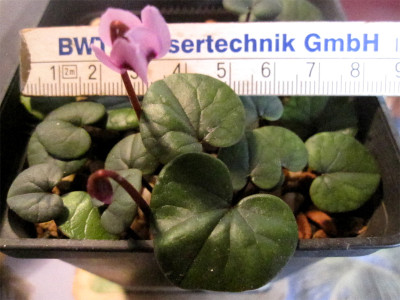 Cyc.parviflorum1.jpg
