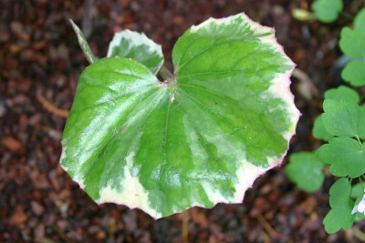 Farfugium_japonicum_Argenteum.jpg