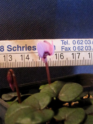 Cyc.parviflorum-2.jpg