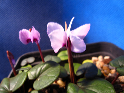 Cyc.parviflorum3.jpg