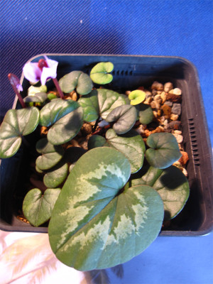 Cyc.parviflorum-4.jpg