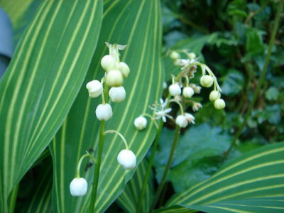 Convallaria_majalis__Lineata.JPG