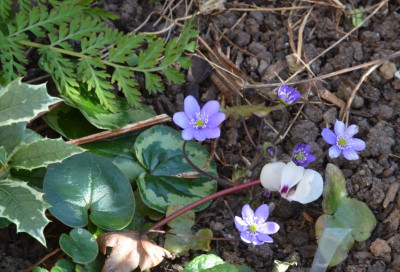 Hepatica-nobilis.22-1.jpg