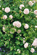 blanchefleur_Kopie.jpg