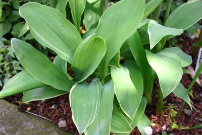 Convallaria_majalis_Hofheim.jpg