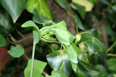 Polygonatum_odoratum_Racemosum_1.jpg
