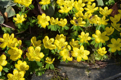 Eranthis.22-4.jpg