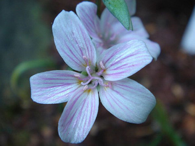 Claytonia_virginica.jpg