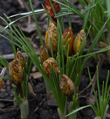 DSC_7052_DxO.jpg