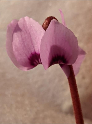 Cyc.parviflorum5.JPG
