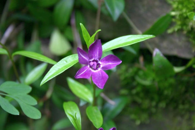 Vinca_minor_Karthouse.jpg