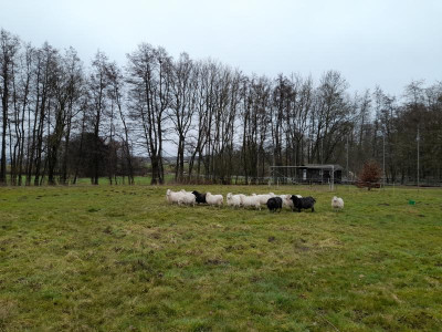 sportlicheskudden.jpg