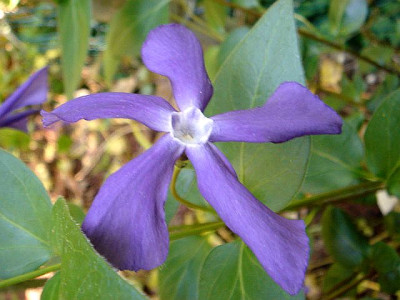 Vinca_balcanica_1.JPG