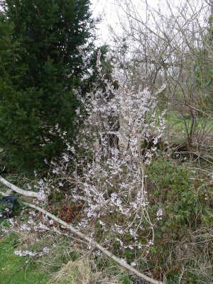 2021-04-01 Abeliophyllum distichum.jpg