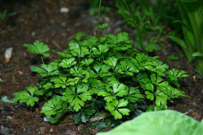 Coptis_quinquefolia_v._ramosa.jpg