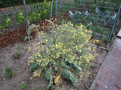 Winterblumenkohl Bluete.jpg