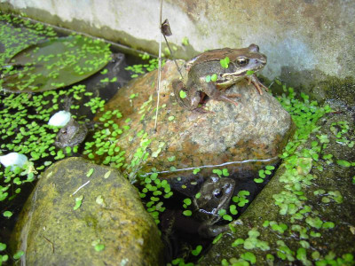 PICT0825.JPG