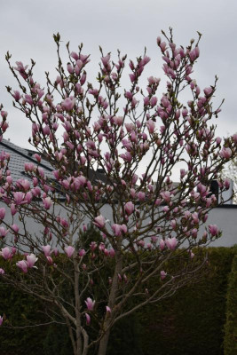 Feigen, Magnolie 001.JPG