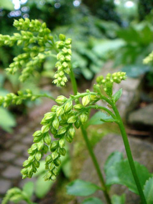 Chiastophyllum_oppositifolium_2.JPG