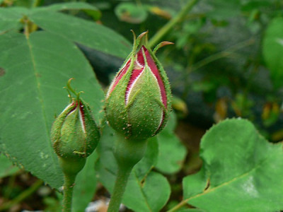baron_de_bonstetten_knospe.jpg