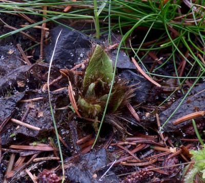 Meconopsis x Sheldonii spring.jpg