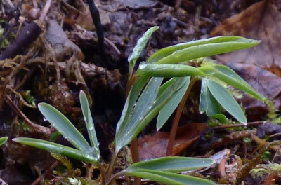 Corydalis ambigua axx.jpg