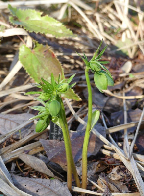 2023-02-15 Helleborus multifidus ssp. hercegovinus 1.jpg