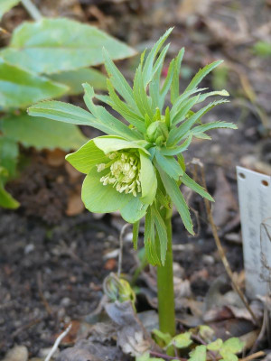 2023-02-15 Helleborus multifidus ssp. hercegovinus 3.jpg