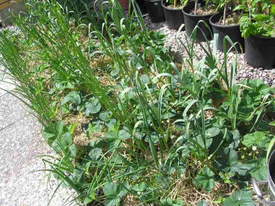 knoblauchmai08.jpg