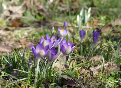 2023-02-15 Crocus 1.jpg
