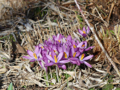 2023-02-15 Gartenimpressionen 6.jpg