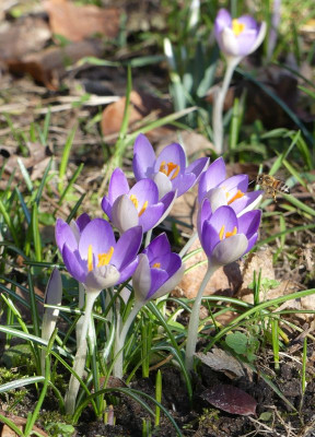 2023-02-15 Gartenimpressionen 1.jpg