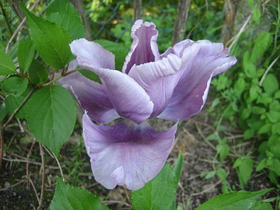Tulpe_welche_96091.jpg