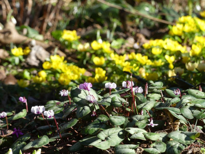 2023-02-15 Gartenimpressionen 3.jpg