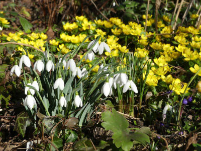 2023-02-15 Gartenimpressionen 4.jpg