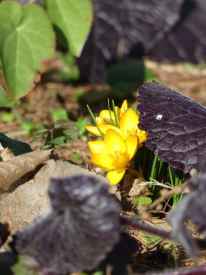 2023-02-15 Gartenimpressionen 7.jpg