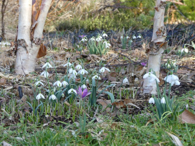 2023-02-15 Gartenimpressionen 9.jpg