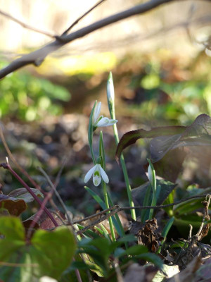 2023-02-15 Gartenimpressionen 10.jpg