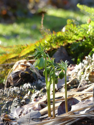 2023-02-15 Helleborus multifidus ssp. hercegovinus 2.jpg