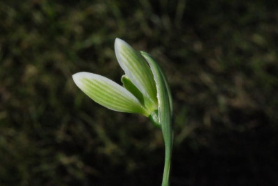 DSCF7416.JPG