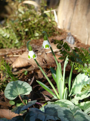 2023-02-15 Galanthus 'Bumblebee' 1.jpg