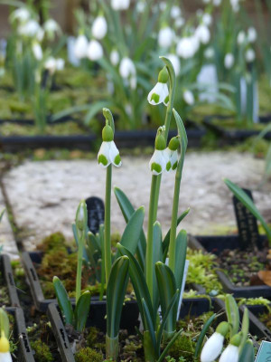 2023-02-15 Galanthus 'Bumblebee' 2.jpg